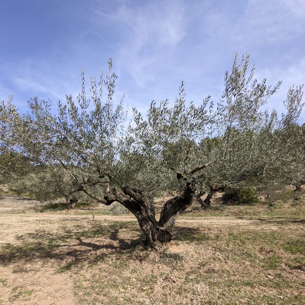 Olivo de aceitesecreto.com